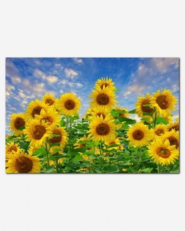 Girassois do campo - Andrea Stöckel