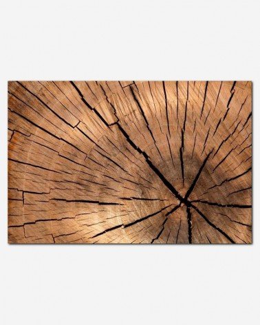 Aging tree stump - Petr Kratochvil