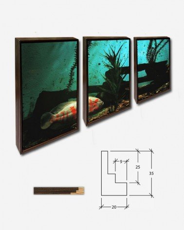 Trio Peixe ornamental - Brenda Helen