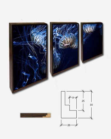 Trio Águas vivas - Daniel Codina