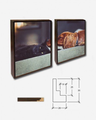 Duo Cão e gato - Andrew Branch