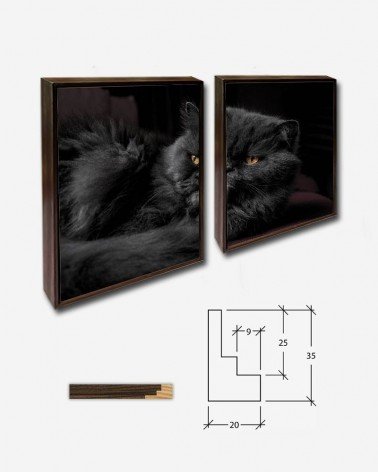 Duo O gato - Stefan Ivanov