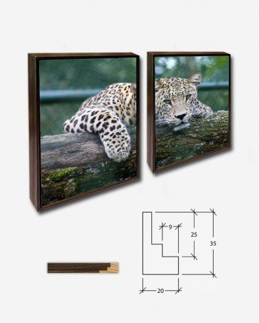 Duo Leopardo no zoo - Gwen Weustink